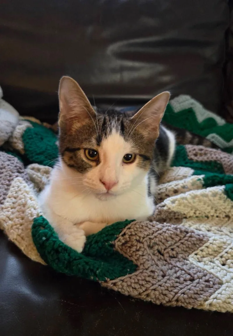 Billy Bob thumbnail 6