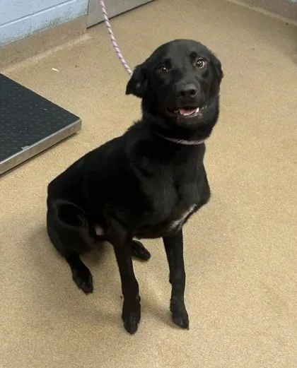 A young large-sized male Mixed Breed dog named Bowen for adoption in Chamblee, GA
