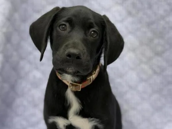 A baby medium-sized female Labrador Retriever dog named Princess for adoption in Portland, OR