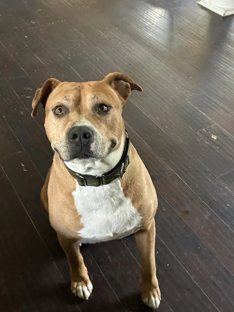 An adult large-sized male Pit Bull Terrier dog named Tank for adoption in Barnhart, MO