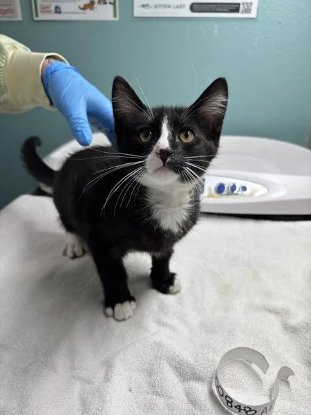 A baby small-sized male Domestic Medium Hair cat named Errol for adoption in Sherwood, OR