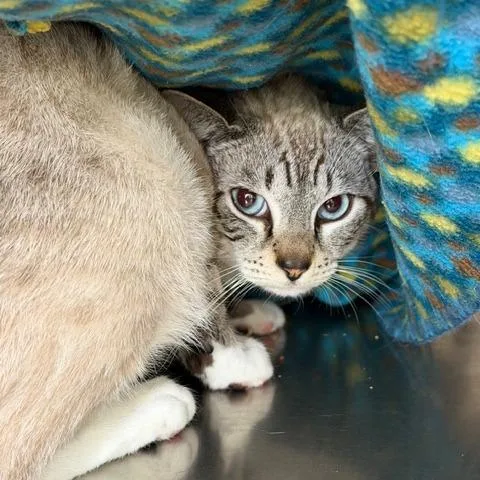 An adult medium-sized male Domestic Short Hair cat named Billy for adoption in Cumming, GA