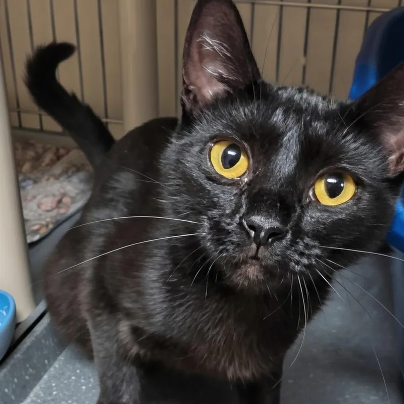 An adult medium-sized female Black Domestic Short Hair cat named Annalie for adoption in West Jefferson, OH