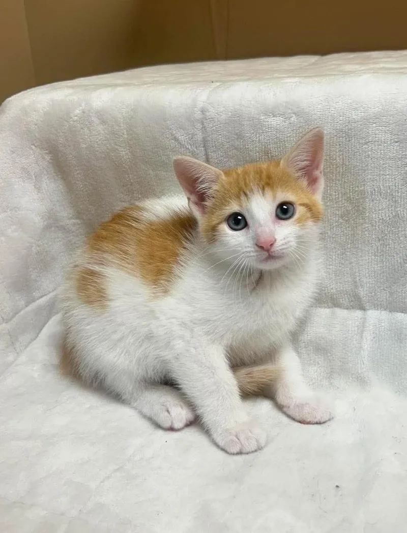 Leo
