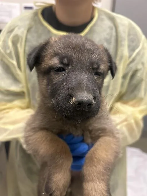 A baby small-sized female Belgian Shepherd / Malinois dog named Goldie for adoption in Las Vegas, NV