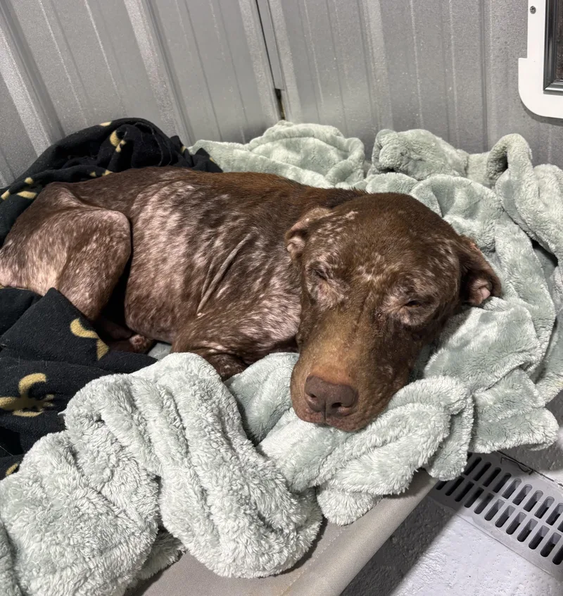 A young medium-sized male Brown / Chocolate Mixed Breed dog named Charlie for adoption in Ruston, LA