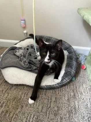 A baby small-sized male Domestic Short Hair cat named Milk for adoption in Atlanta, GA