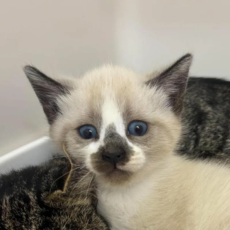 A baby small-sized female White Domestic Short Hair cat named Jalapeno for adoption in Rocky Mount, VA