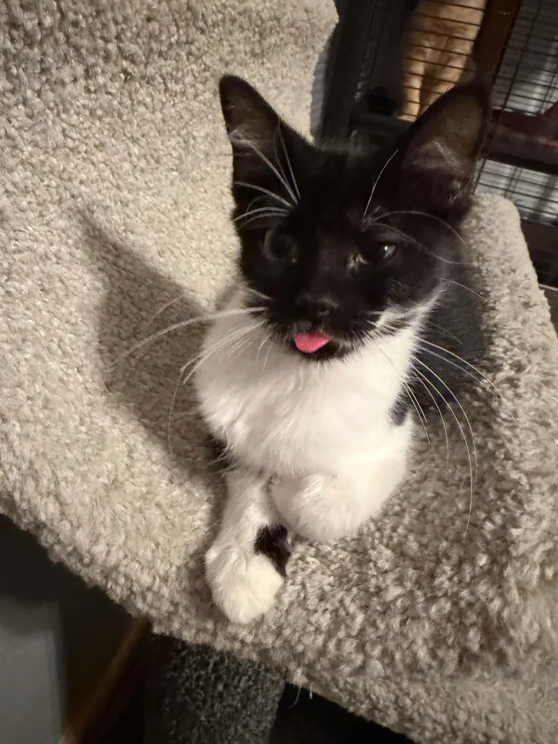 A baby medium-sized female Black & White / Tuxedo Domestic Short Hair cat named Wanda for adoption in Battle Creek, MI