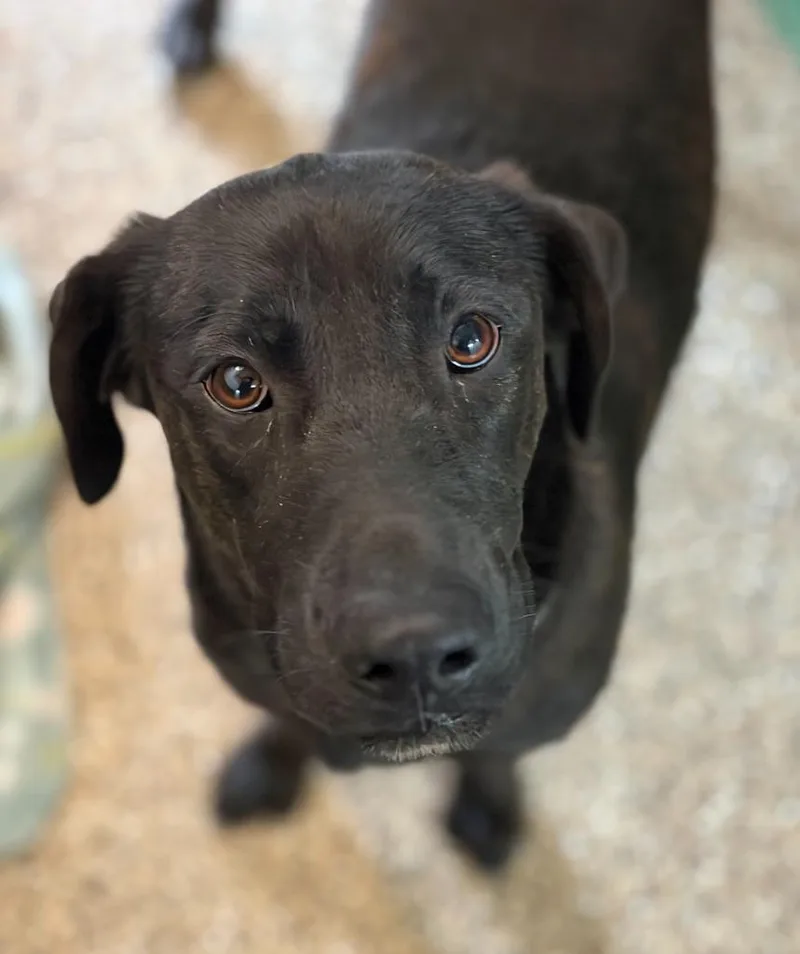 A young large-sized female Labrador Retriever dog named Willow for adoption in Hudson, NY