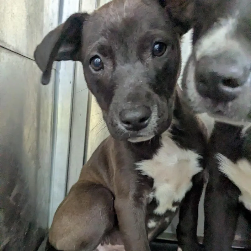A baby small-sized female Black Pit Bull Terrier dog named Buttercup for adoption in Birmingham, AL