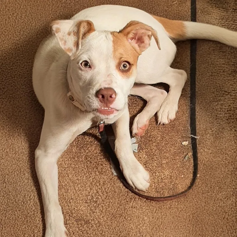 A baby medium-sized female White / Cream American Bulldog dog named Dobette for adoption in Cincinnati, OH