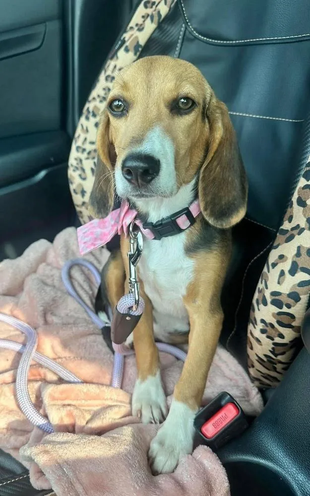 A baby medium-sized female Beagle dog named Cupcake for adoption in Shawnee, OK