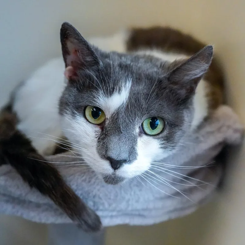 An adult medium-sized male Gray / Blue / Silver Domestic Short Hair cat named Paddy for adoption in Thomaston, ME