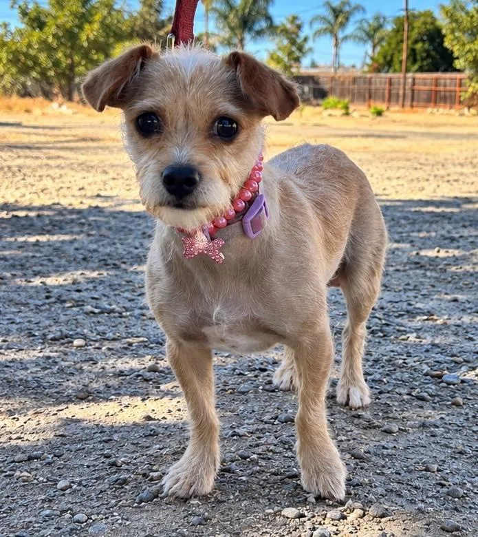 A young small-sized female Chihuahua dog named Canela for adoption in Lodi, CA
