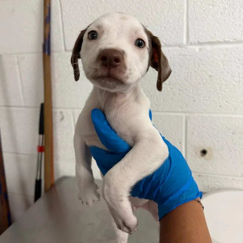 A baby small-sized female White / Cream Pit Bull Terrier dog named Chocolata for adoption in Edinburg, TX