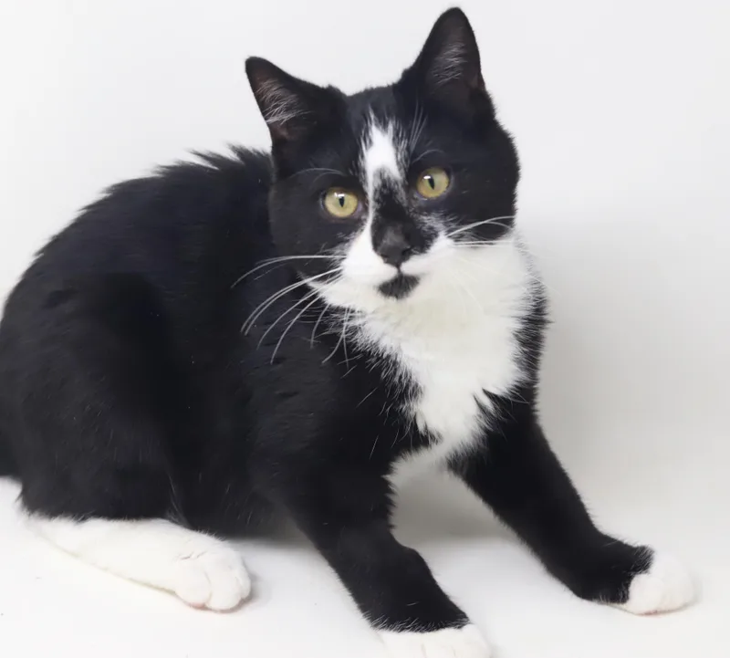 A baby small-sized male Tuxedo cat named Victor is WOW awesome for adoption in Bedford Hills, NY