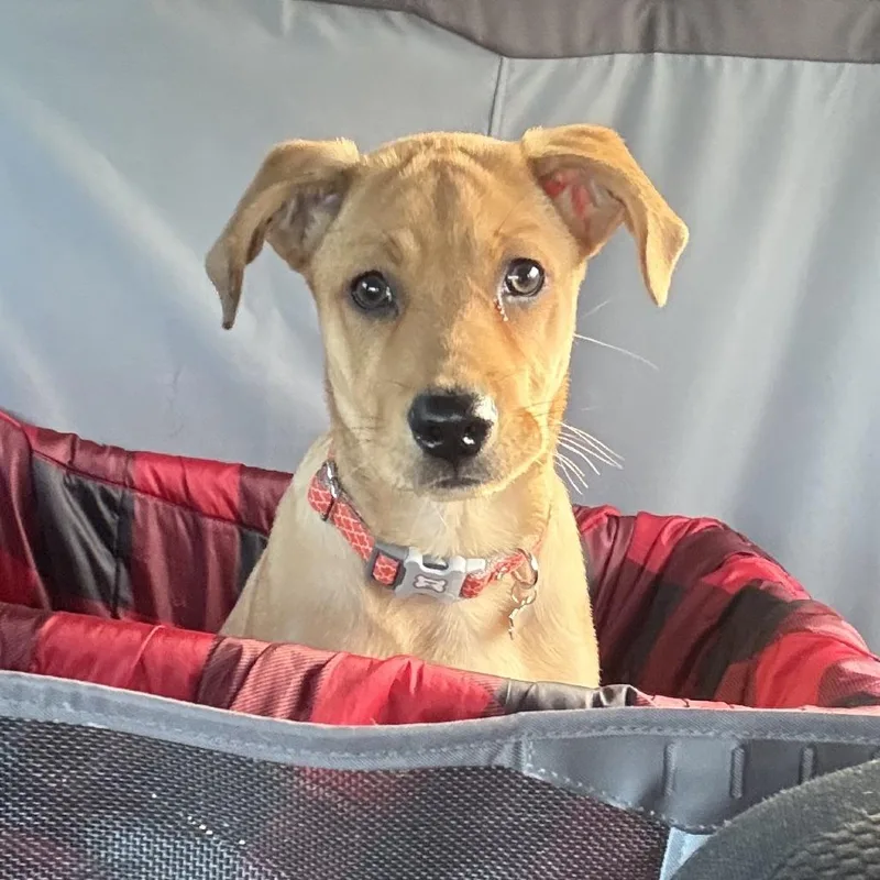 A baby medium-sized male Golden Mixed Breed dog named Carmine for adoption in Kansas City, MO