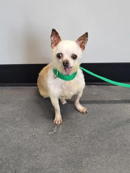A senior small-sized male Chihuahua dog named Ic Reggie for adoption in Lawrenceville, GA