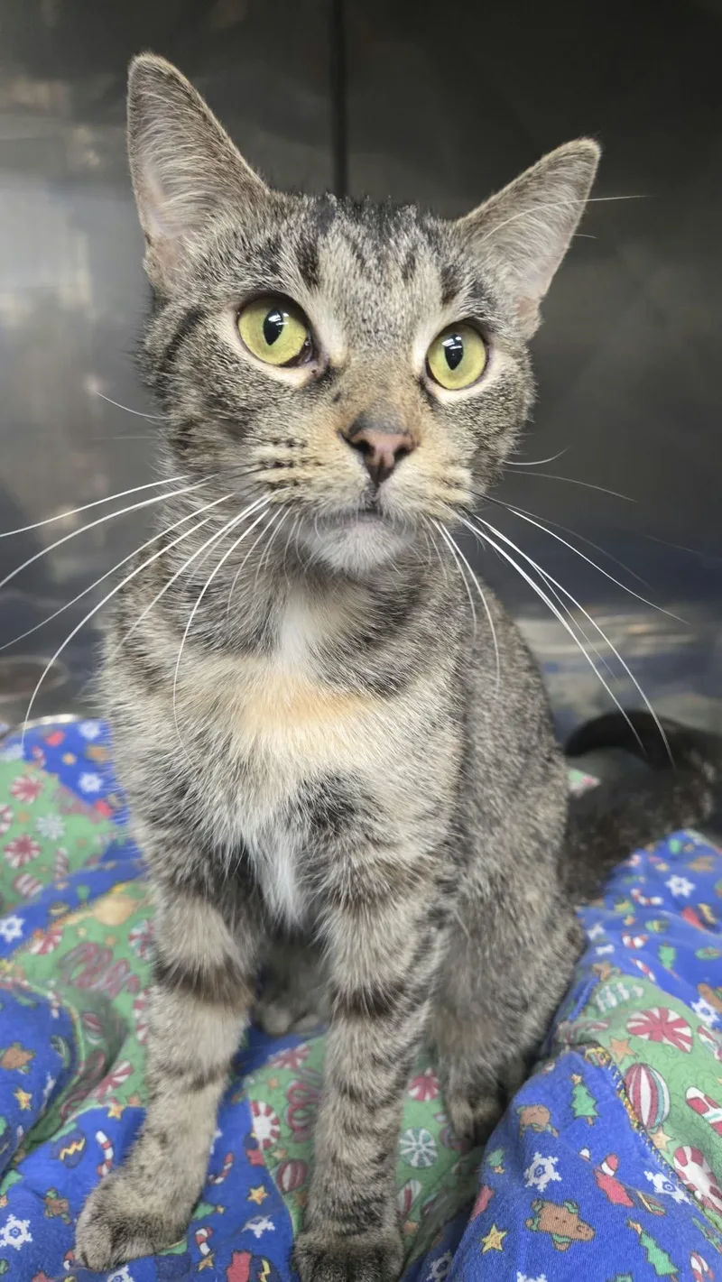 An adult medium-sized female Torbie Domestic Short Hair cat named Balboa for adoption in Martinsville, IN