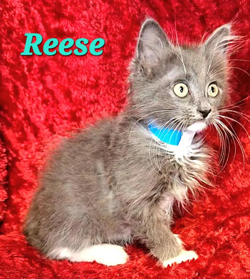 Reese