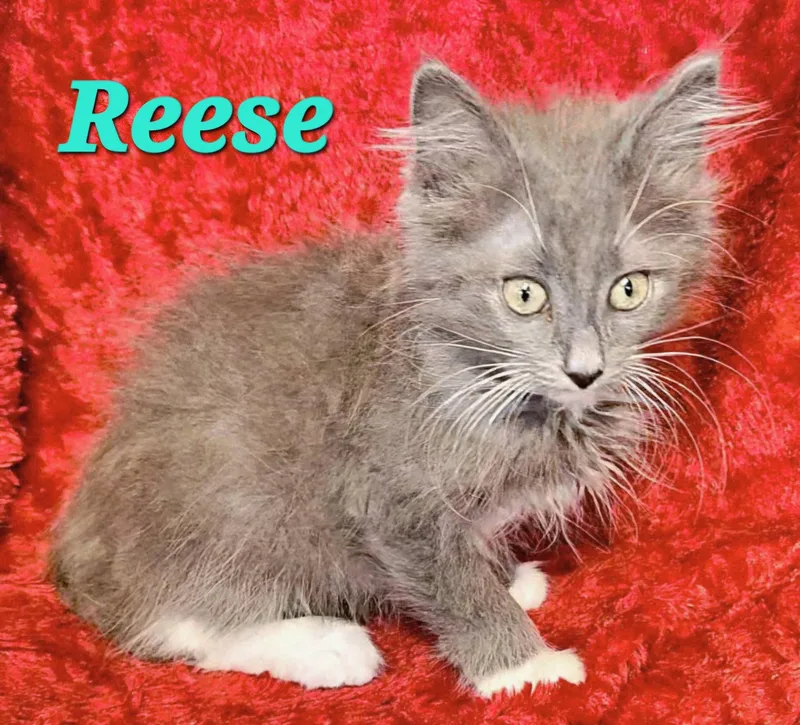 Reese thumbnail 2