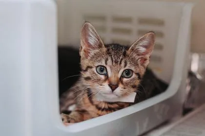 A young small-sized female Domestic Short Hair cat named a Emmie LouPetSmart West for adoption in North Charleston, SC