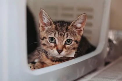 a Emmie LouPetSmart West thumbnail 2