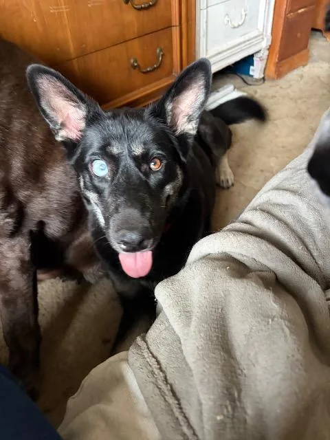 A young large-sized female German Shepherd Dog dog named Pie for adoption in Reno, NV