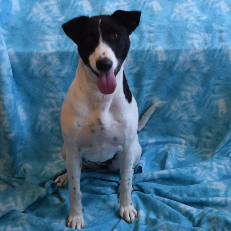 A young medium-sized female White / Cream Border Collie dog named Skye for adoption in Eureka, CA