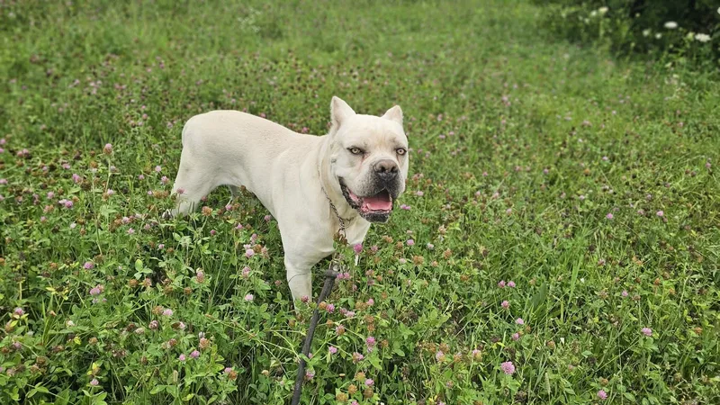 An adult extra large-sized male Cane Corso dog named Olek for adoption in Lake in the hills, IL