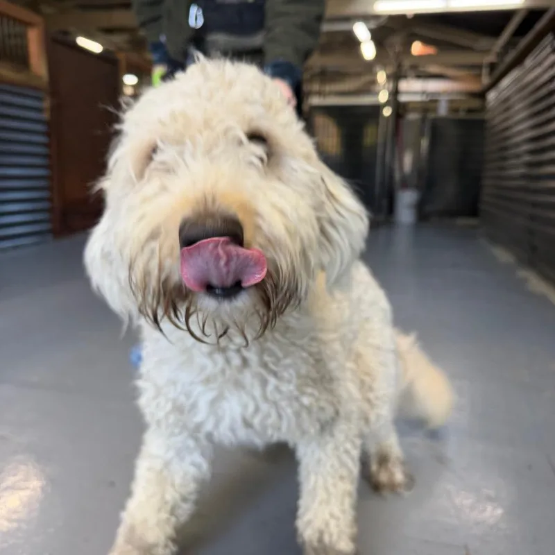 An adult medium-sized female Poodle dog named Sadie for adoption in Tacoma, WA