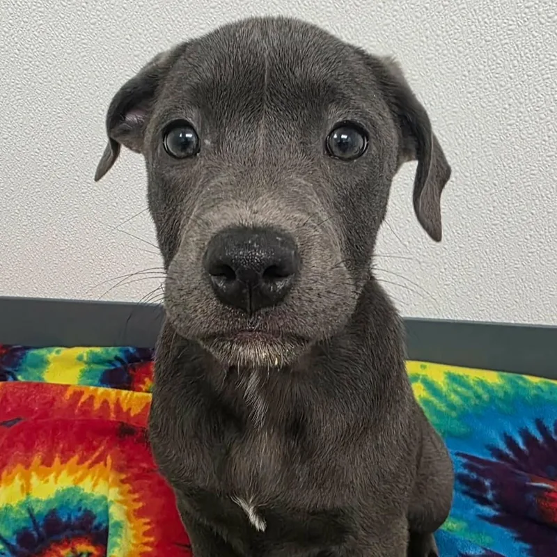 A baby large-sized female Gray / Blue / Silver Pit Bull Terrier dog named Trixie for adoption in Bryan, TX