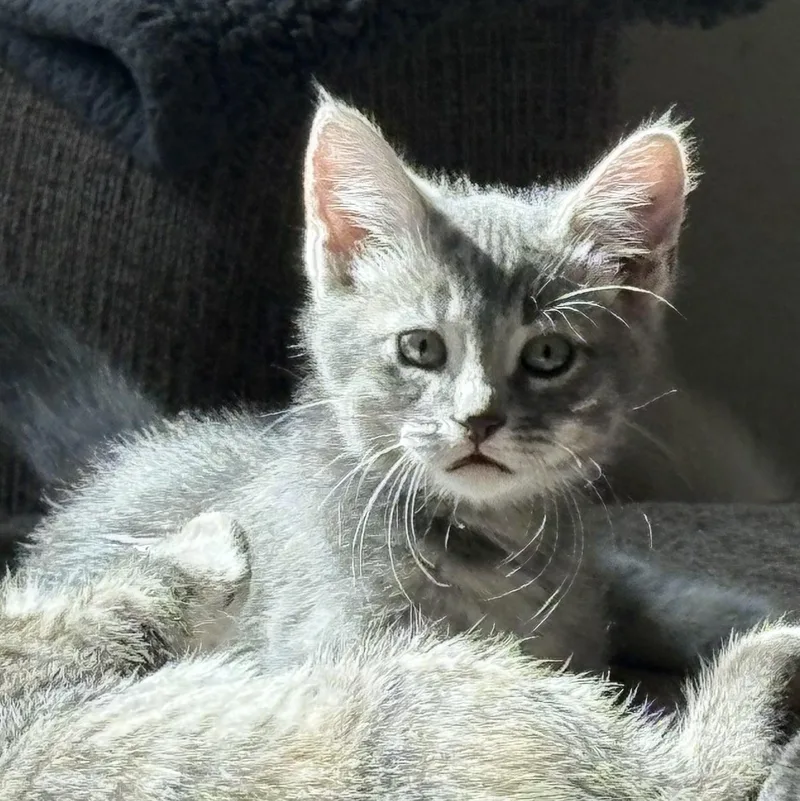 A baby large-sized male Gray / Blue / Silver Domestic Short Hair cat named Gomer for adoption in Colcord, OK