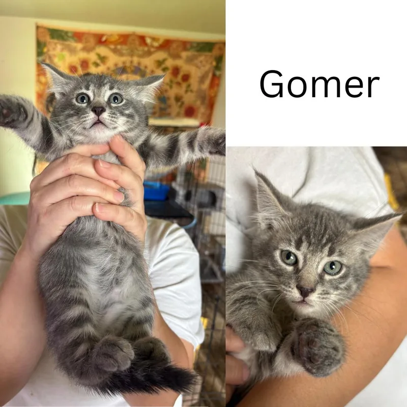 Gomer thumbnail 2