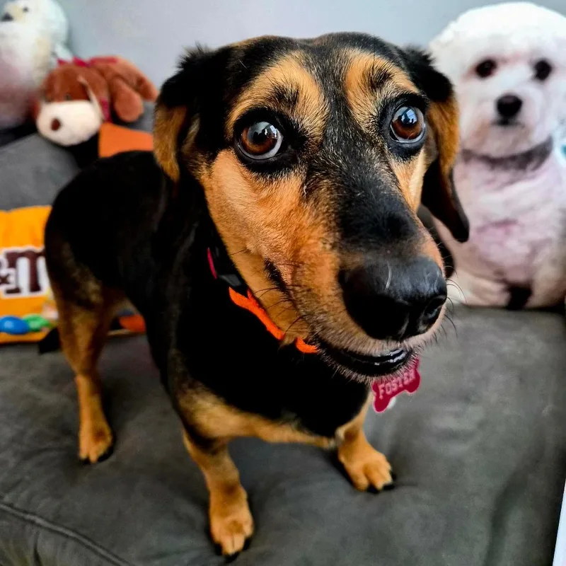 An adult medium-sized female Black Beagle dog named Buttons for adoption in Alexandria, VA