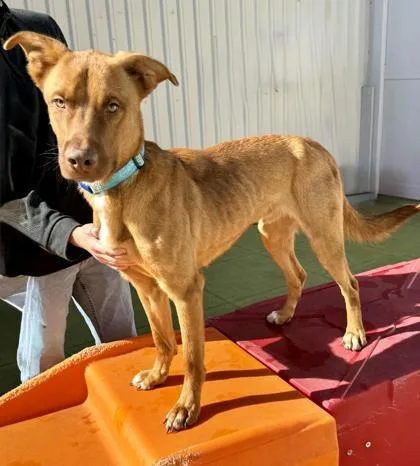 An adult medium-sized male American Staffordshire Terrier dog named Redding for adoption in Houston, TX