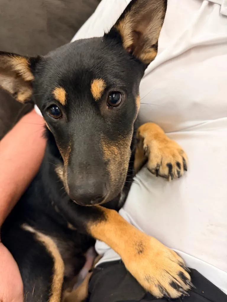 Biscuit