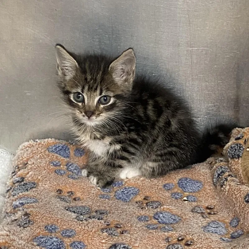 A baby small-sized female Buff / Tan / Fawn Domestic Short Hair cat named Lizzie for adoption in Columbus, GA