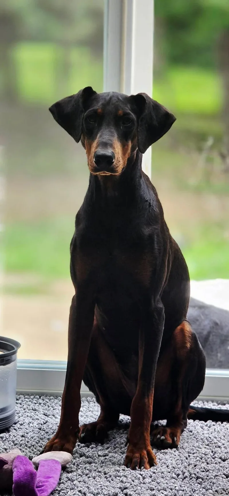 A young large-sized female Doberman Pinscher dog named Kira for adoption in Steeleville, IL