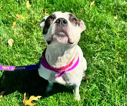 An adult large-sized female White / Cream Pit Bull Terrier dog named Renee for adoption in Kansas City, MO