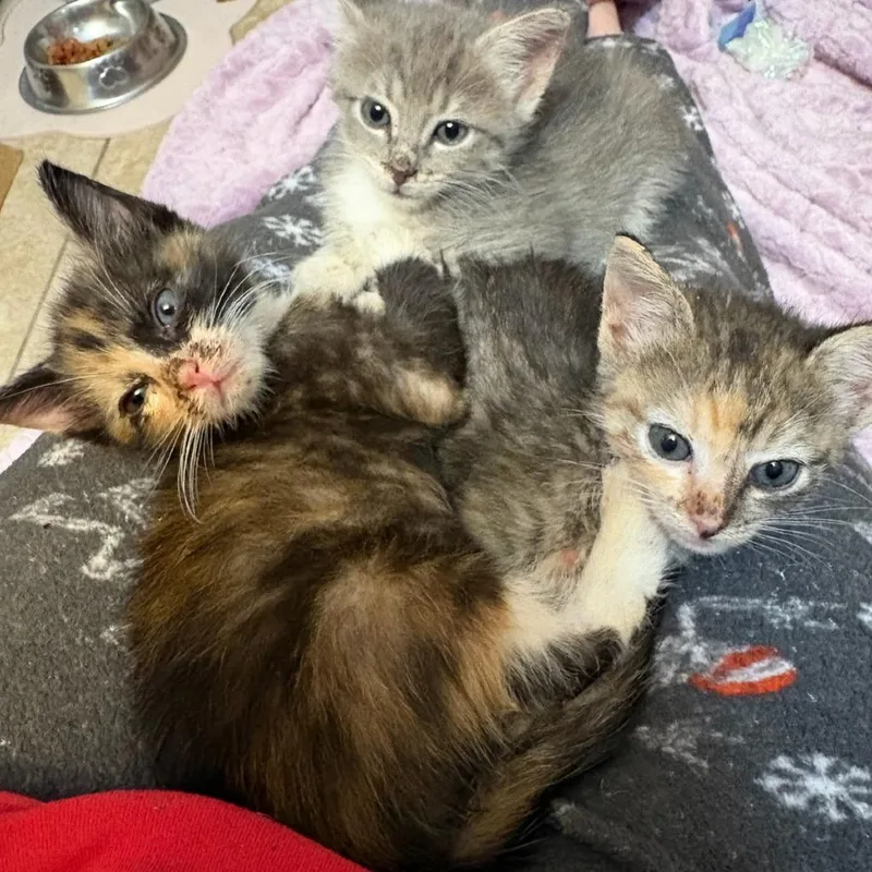 A baby small-sized female Domestic Short Hair cat named Dani for adoption in Houston, TX