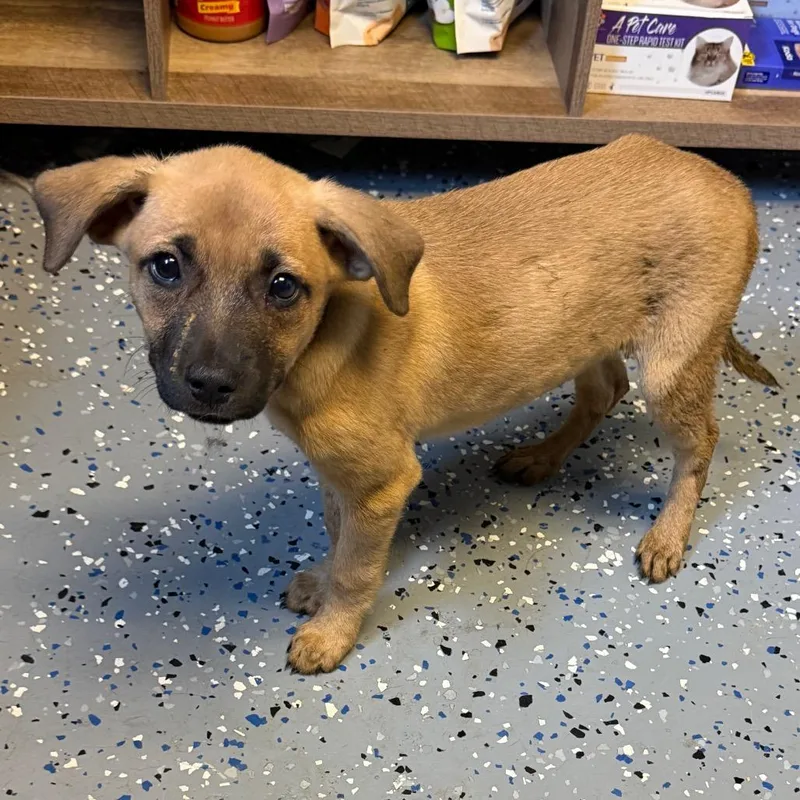 A baby small-sized female Brown / Chocolate Shepherd dog named Sasha for adoption in Pasadena , MD