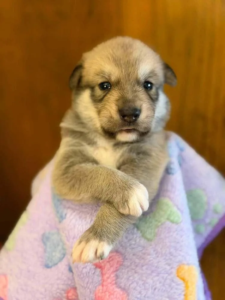 A baby large-sized male Siberian Husky dog named Dopey "Coming Soon!" for adoption in Richardson, TX
