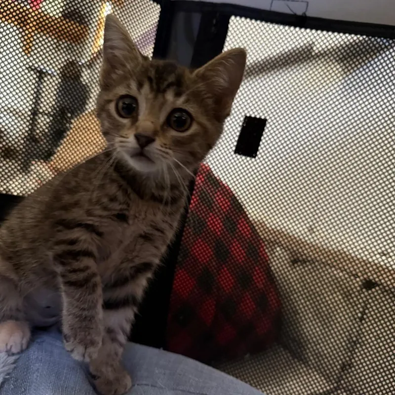A baby small-sized female Brown / Chocolate Domestic Short Hair cat named Thunderpuff for adoption in Richmond, IN
