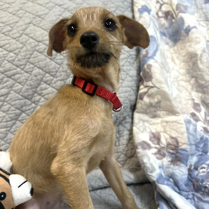 A baby medium-sized male Terrier dog named Alfred for adoption in State College, PA