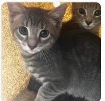 A baby medium-sized female Domestic Short Hair cat named Flapjack for adoption in West Chester, PA