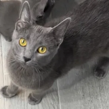 An adult medium-sized female Gray / Blue / Silver Domestic Short Hair cat named Portia for adoption in Bolingbrook, IL