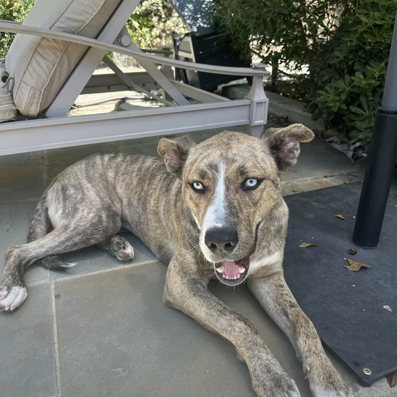 A young medium-sized female Catahoula Leopard Dog dog named Shelly for adoption in Arvada, CO