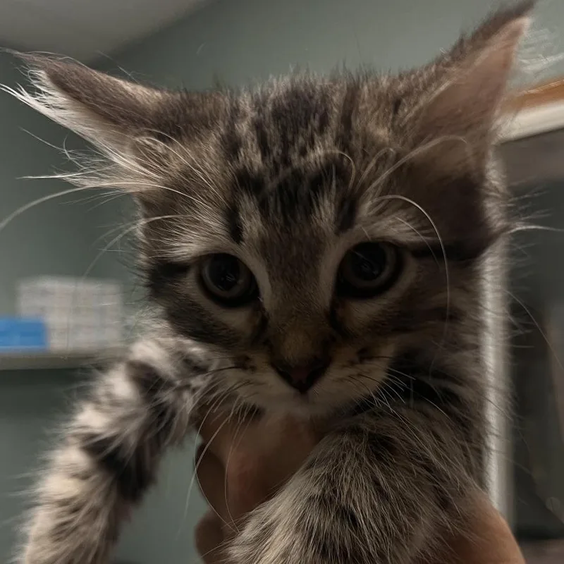 A baby small-sized male Brown / Chocolate Domestic Medium Hair cat named Monroe for adoption in Shawnee, KS